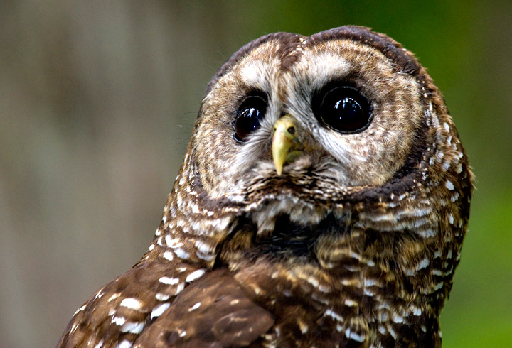 Spotted Owl - Animal-Kid.com